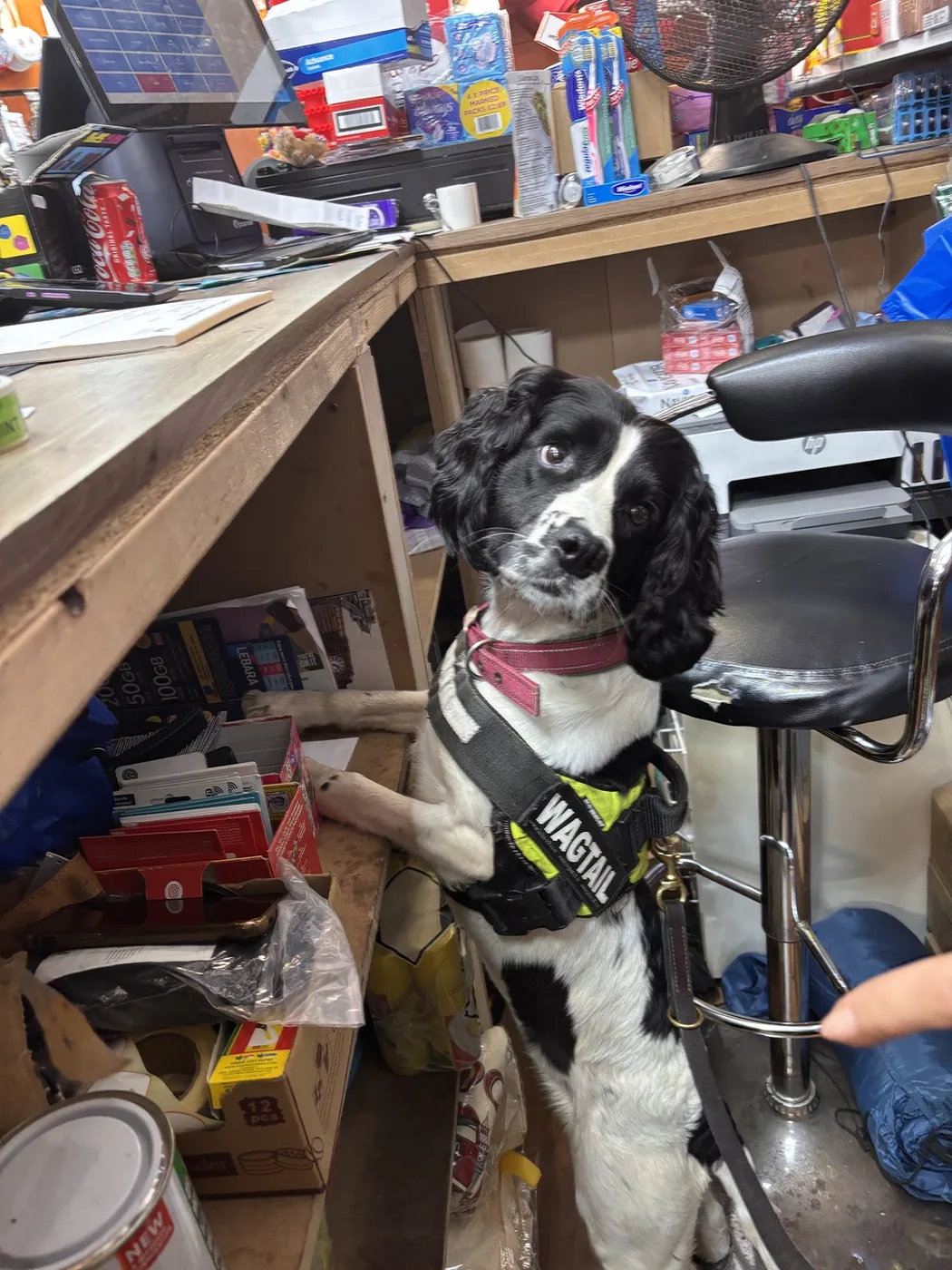 A black and white spaniel in a high-visibility harness with its front paws on a shelf of stock behind a shop counter